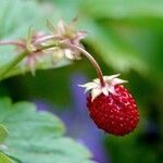 Fragaria vesca Fruit