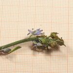 Hyacinthoides lingulata Λουλούδι