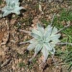 Plantago nivalis Leaf