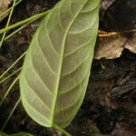 Spatholobus multiflorus Hoja