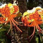 Lilium lancifolium Flower