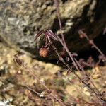 Ayenia compacta Fruit