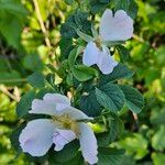 Rosa corymbifera Blomst