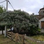 Solanum marginatum Buveinė