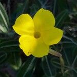 Pachypodium rosulatum Flower