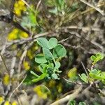 Cytisophyllum sessilifolium Blad