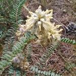 Astragalus alopecuroides Leaf