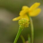 Ranunculus lingua Frucht