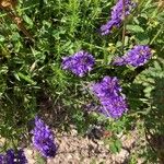 Polygala alpina Fleur