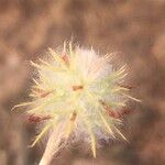 Trifolium arvense Cvet