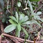 Cleidion lasiophyllum عادت