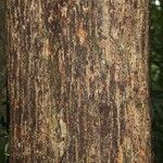 Manilkara bidentata Corteza