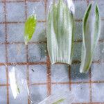 Glyceria notata 花