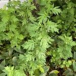 Artemisia princeps List
