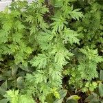 Artemisia princeps Blatt