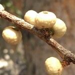 Ficus salicifolia Fruit