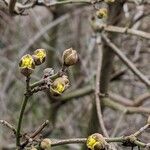 Cornus mas Flower