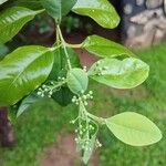 Santalum album Leaf