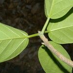 Ficus cotinifolia Лист