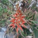 Aloe ciliaris Flower