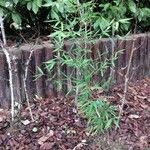 Phyllostachys aurea عادت