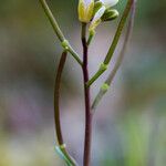 Arabis scabra Alia