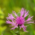 Centaurea decipiens Flor