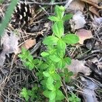 Cruciata glabra Hoja