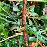 Salix retusa Bark