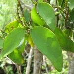 Phoradendron piperoides Leaf