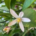 Citrus limon फूल