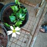 Senecio macroglossus Blomst