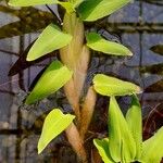 Hygroryza aristata Leaf
