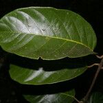 Maripa nicaraguensis Fruto