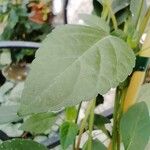 Salvia buchananii Leaf