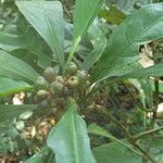 Chassalia vanderystii Fruto