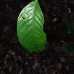 Couepia guianensis 葉