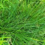 Festuca scabriculmis Leaf