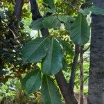 Terminalia catappa Blad