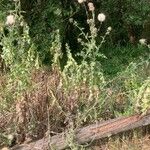 Silybum marianum Habitus