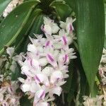 Rhynchostylis retusa Fleur