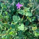 Erodium laciniatum 花