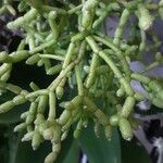 Rhipsalis cereuscula Hoja