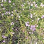 Diosma hirsuta 葉