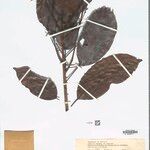 Dodecastigma uleanum List