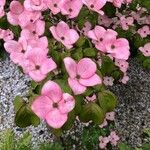 Cornus florida Flower