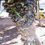 Furcraea selloana Casca