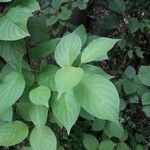Cornus sericea Leaf