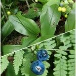 Clintonia borealis Fruit