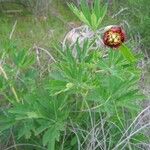 Paeonia californica Агульны выгляд